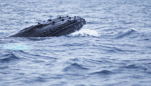Observation de dauphins et baleines - Photo 2