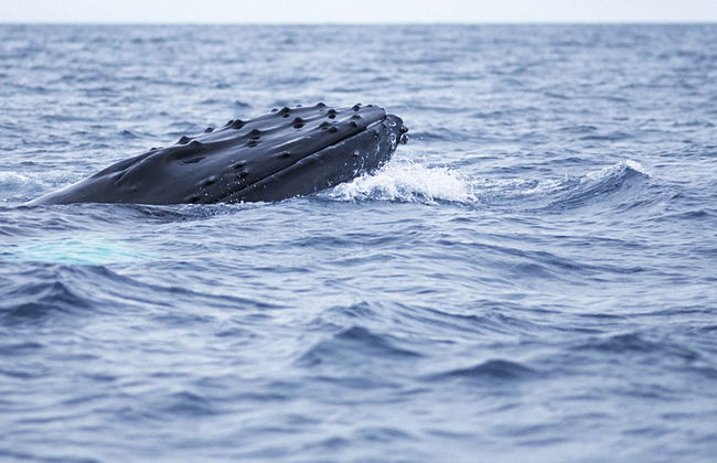 Avistamiento de delfines y ballenas en catamarán - Foto 2