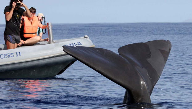 Avistamiento de delfines y ballenas en catamarán - Foto 5