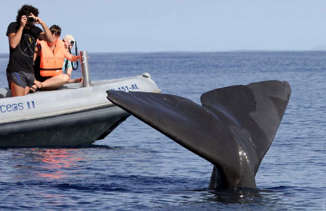 Avvistamento di delfini e balene in catamarano - Foto 5