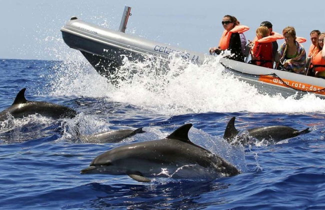 Avvistamento di delfini e balene in catamarano - Foto 1
