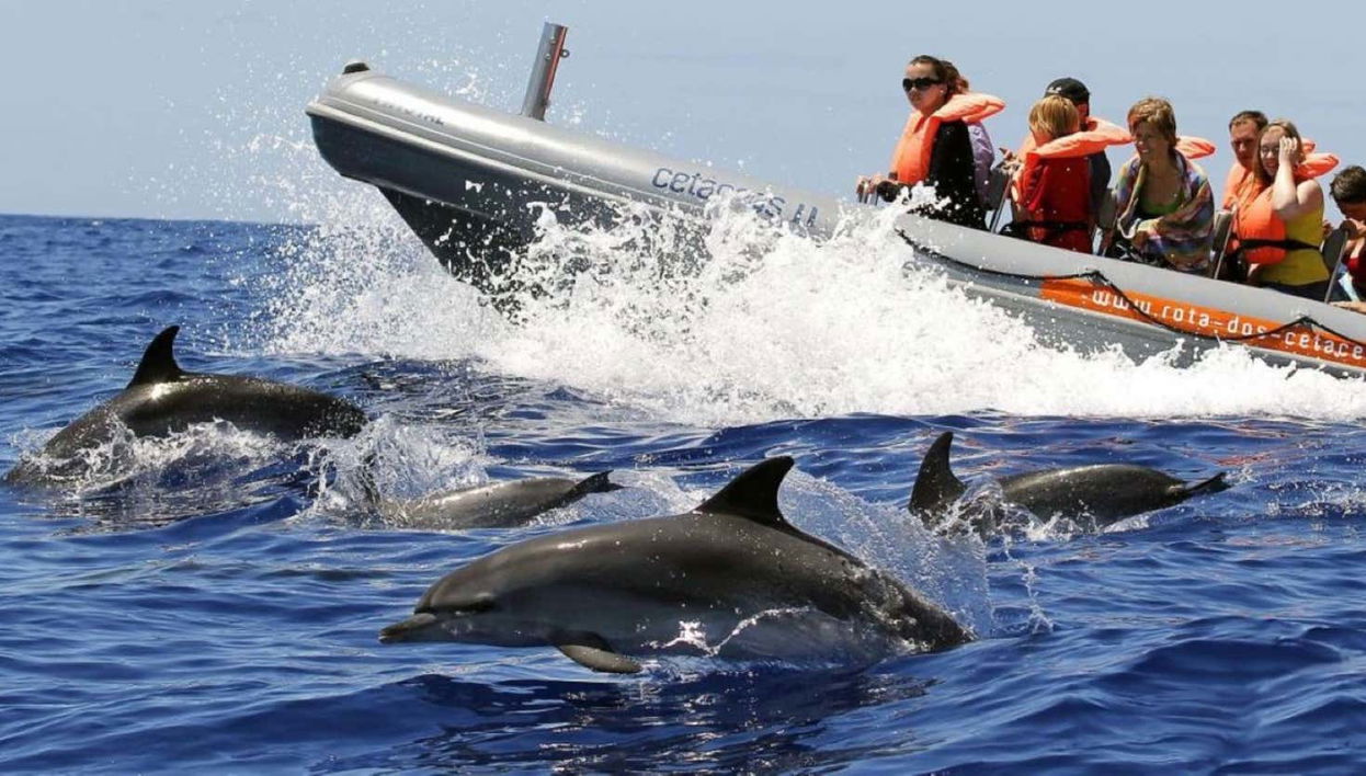 Avistamiento de delfines y ballenas en catamarán - Foto 1