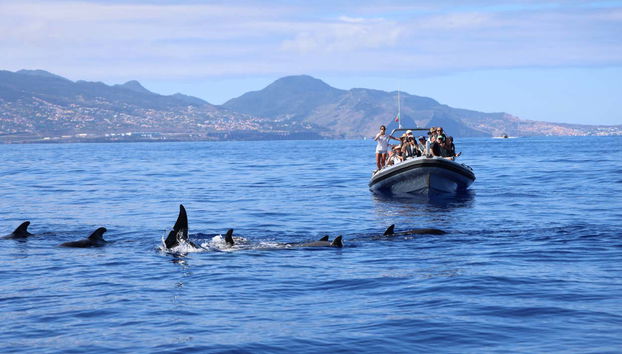 Avistamiento de delfines y ballenas en catamarán - Foto 2