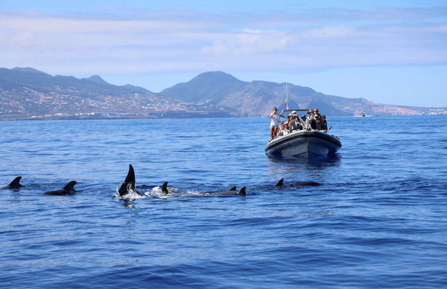 Avvistamento di delfini e balene in catamarano - Foto 2