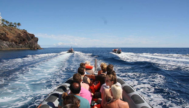 Avistamiento de delfines y ballenas en catamarán - Foto 3
