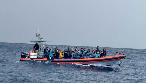 Avistamiento de delfines y ballenas en catamarán - Foto 4