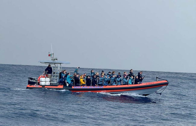 Avvistamento di delfini e balene in catamarano - Foto 4
