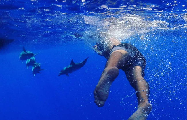Avistamiento de delfines y ballenas en catamarán - Foto 6
