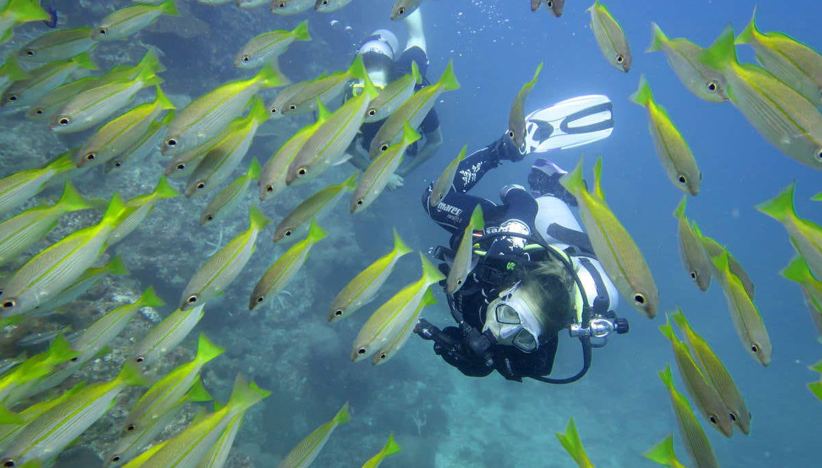 SSI Open Water Diver Course - Foto 1