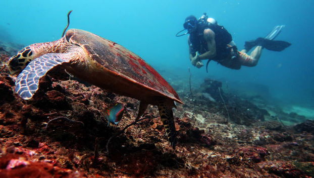 SSI Open Water Diver Course - Foto 2