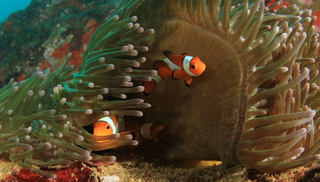 Curso de buceo PADI Open Water - Foto 3