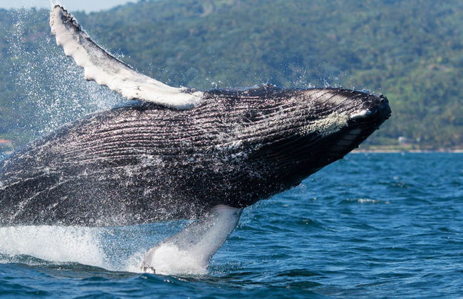 Observation de baleines à Samaná - Photo 6