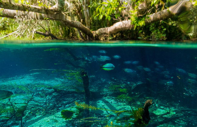 Snorkel en el río Sucuri - Foto 6