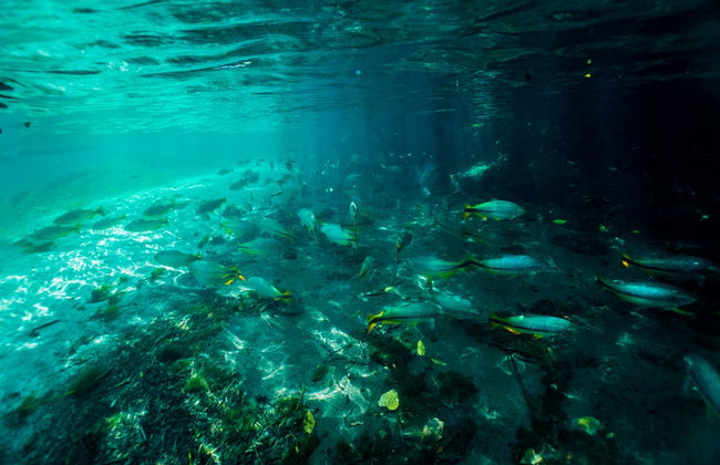 Snorkel en el río Sucuri - Foto 3