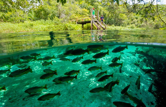 Snorkel en el río Sucuri - Foto 2