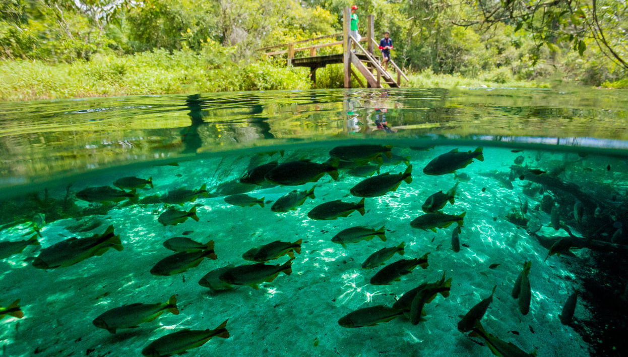 Snorkelling in the Sucuri River - Photo 1