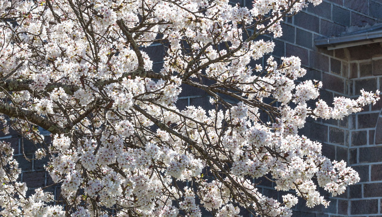 Tour de bicicleta por São Joaquim
