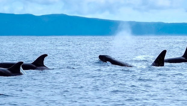 Observation de cétacés sur l'île de Pico - Photo 5