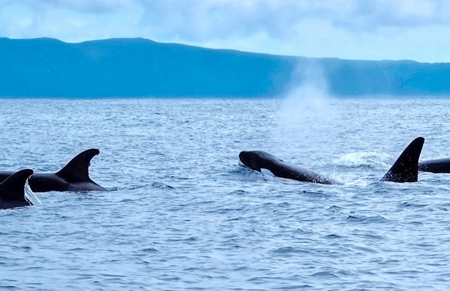 Observation de cétacés sur l'île de Pico - Photo 5
