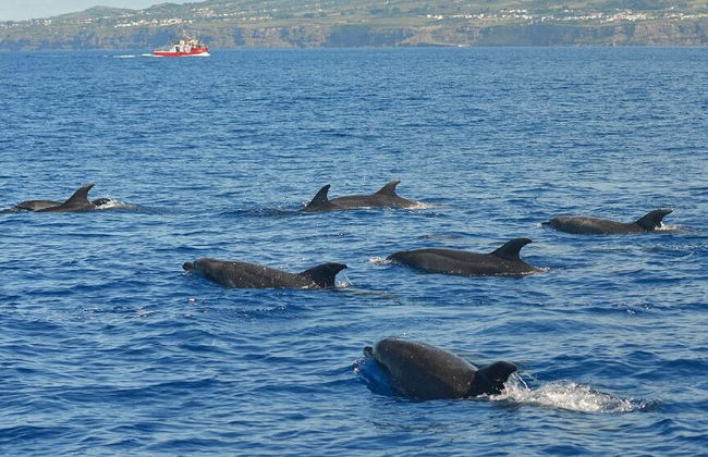 Observation de cétacés sur l'île de Pico - Photo 2