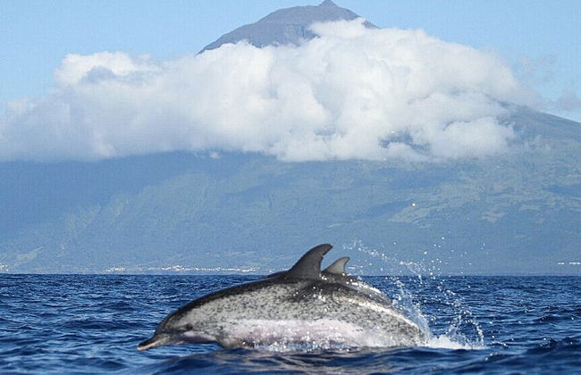 Observation de cétacés sur l'île de Pico - Photo 3