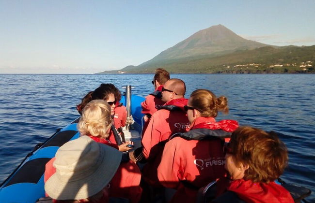 Observation de cétacés sur l'île de Pico - Photo 1