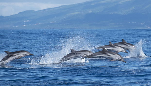 Avistamento de baleias e golfinhos - Foto 3