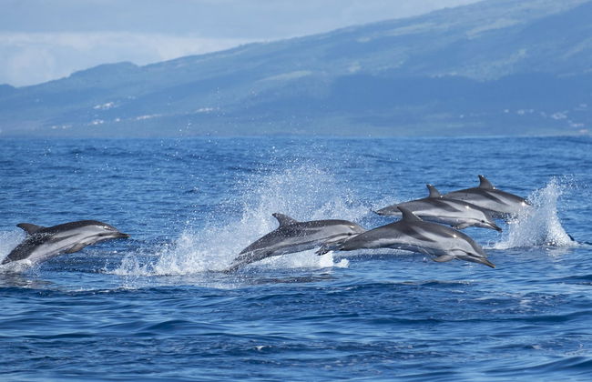 Avistamento de baleias e golfinhos - Foto 3