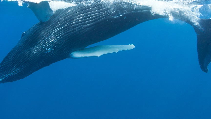 Terceira Whale Watching - Foto 2