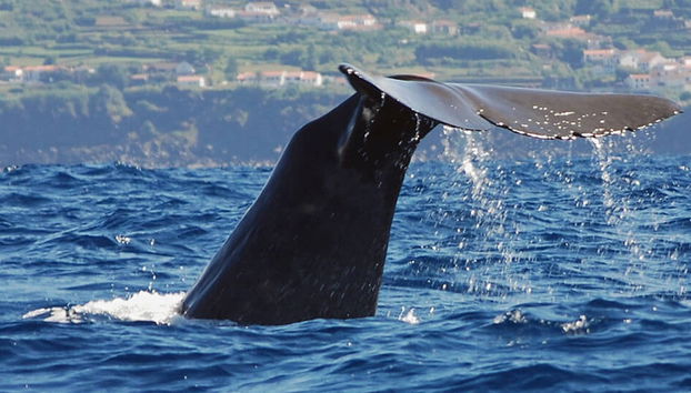 Avistamento de baleias e golfinhos - Foto 2