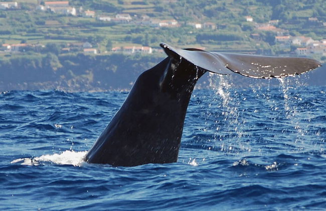 Avistamento de baleias e golfinhos - Foto 2