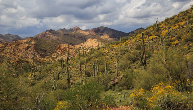 Tour de 4x4 pelo deserto de Sonora - Foto 2