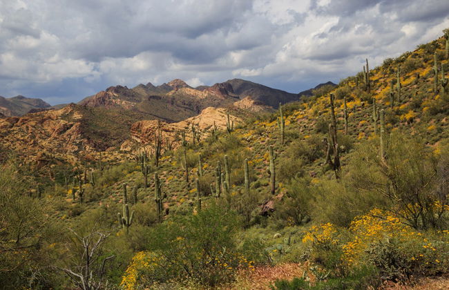 Hummer Tour in the Sonoran Desert - Photo 2