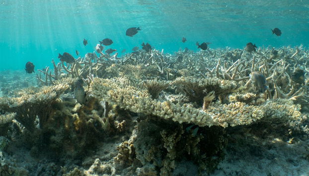 Paseo en barco con fondo de cristal + Snorkel - Foto 2