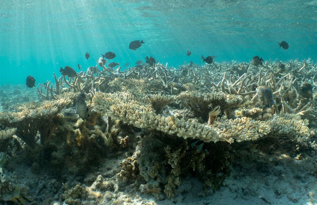 Passeio de barco com chão de vidro + Snorkel - Foto 2