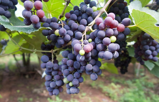 Visita a una hacienda vinícola con almuerzo - Foto 3