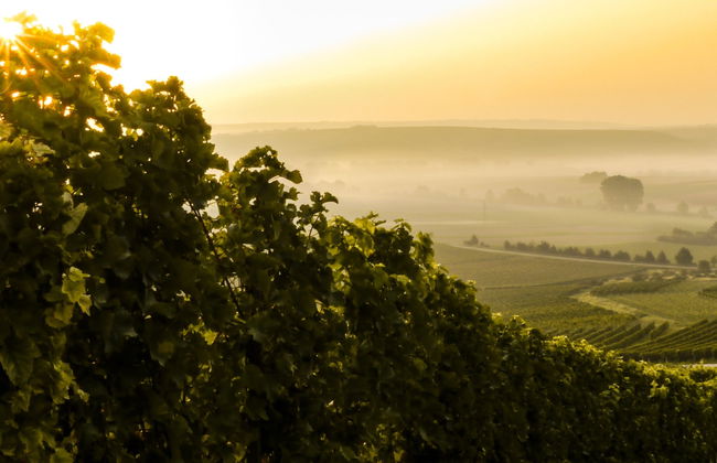 Caxias do Sul & Flores da Cunha Wine Tour - Photo 7