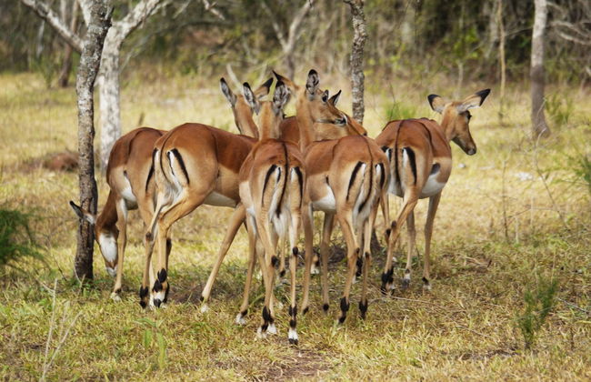 Safari de 2 días por el Parque Nacional del Lago Mburo - Foto 3