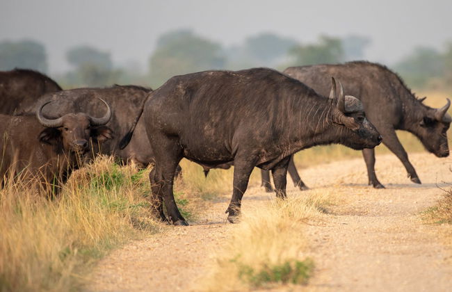 Safari de 2 días por el Parque Nacional del Lago Mburo - Foto 7