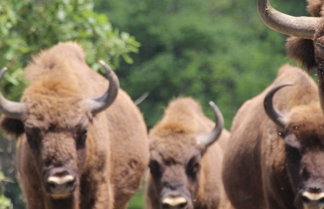 Tour por el Centro de Interpretación del Bisonte Europeo - Foto 8