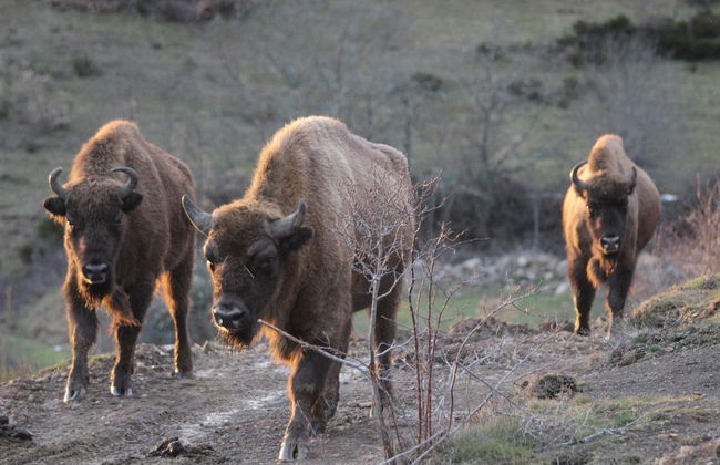 Tour por el Centro de Interpretación del Bisonte Europeo - Foto 7