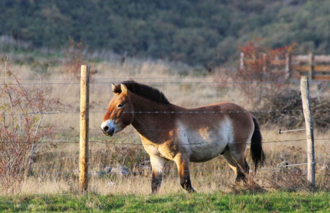 Tour por el Centro de Interpretación del Bisonte Europeo - Foto 6