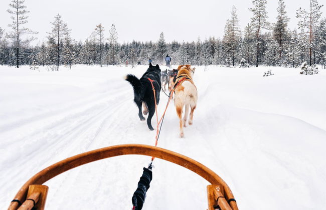 Husky Dog Sled Ride - Photo 6