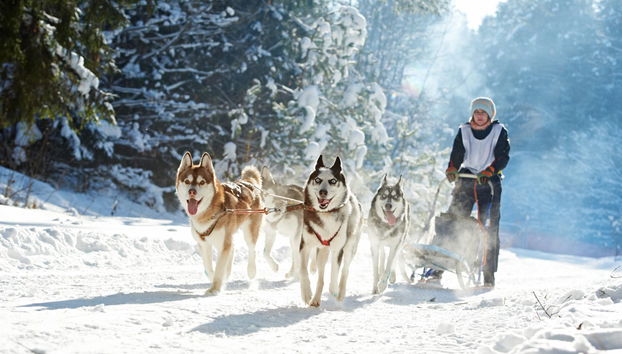Husky Dog Sled Ride - Photo 4