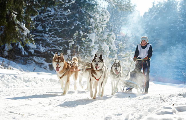 Husky Dog Sled Ride - Photo 4