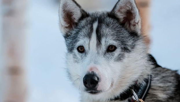 Husky Dog Sled Ride - Photo 2