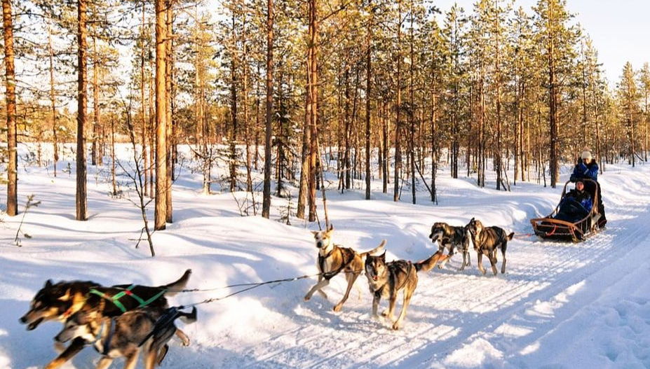 Husky Dog Sled Ride - Photo 1