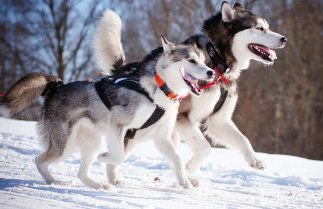 Husky Dog Sled Ride - Photo 7