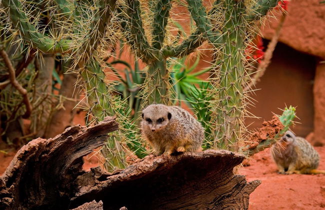 Africam Safari Park Trip - Foto 1