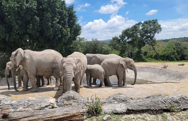Africam Safari Park Trip - Foto 4